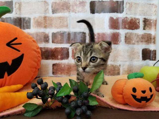 スコティッシュフォールド