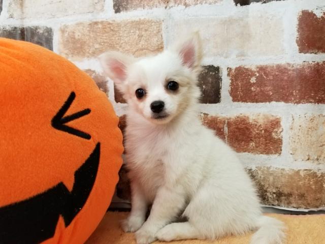 チワワ（ロングコート）