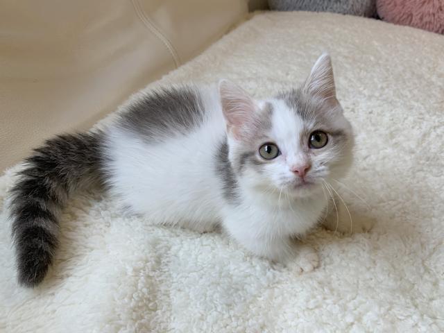 マンチカン♡短足ちゃん　涼しげブルーの女の子