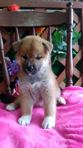 柴犬