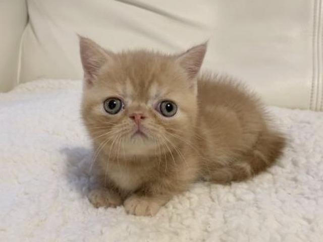 ミヌエット（旧ナポレオン）