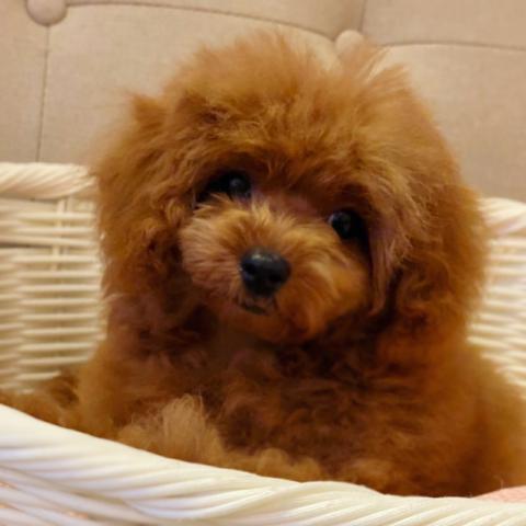 トイプードル💕今だけ大特価‼️極上！スペシャルタイニープードルちゃん💕