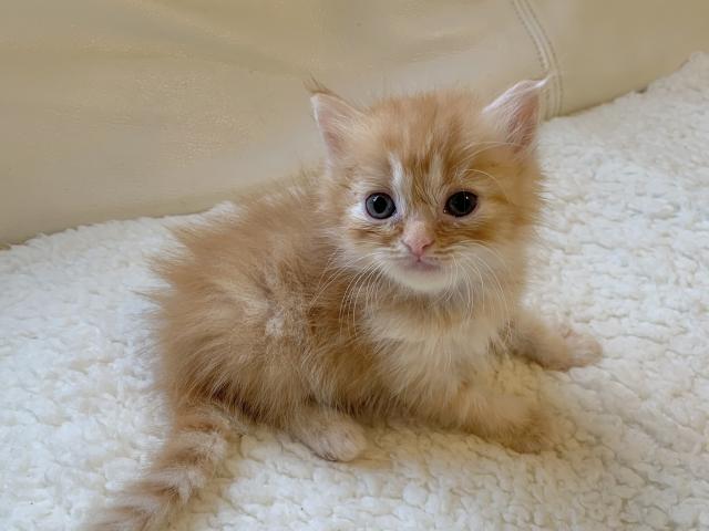 ミヌエット（旧ナポレオン）♡美カラーの足長ちゃん　