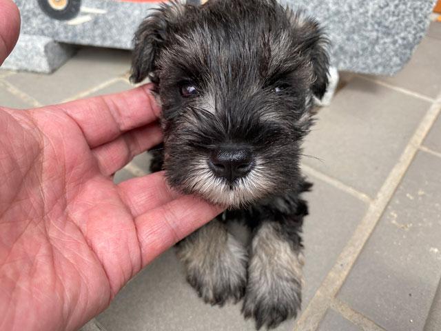 ミニチュアシュナウザー