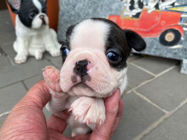 ボストンテリア