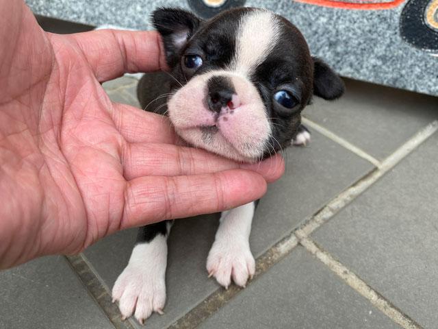 ボストンテリア