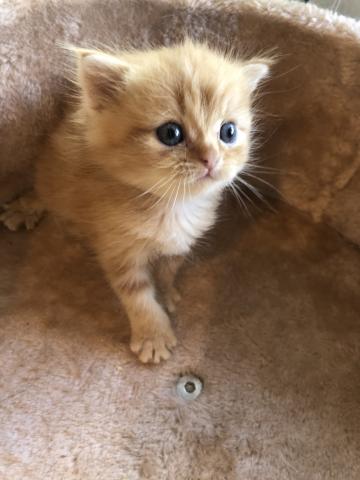 ミヌエット（旧ナポレオン）