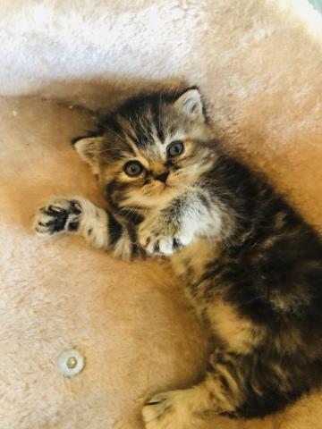 ミヌエット（旧ナポレオン）