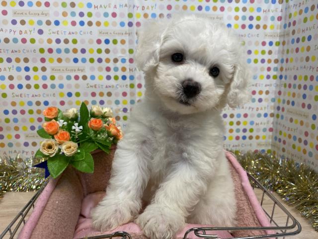 ビションフリーゼ