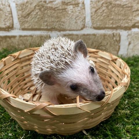 ハリネズミ