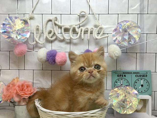 エキゾチックショートヘアー