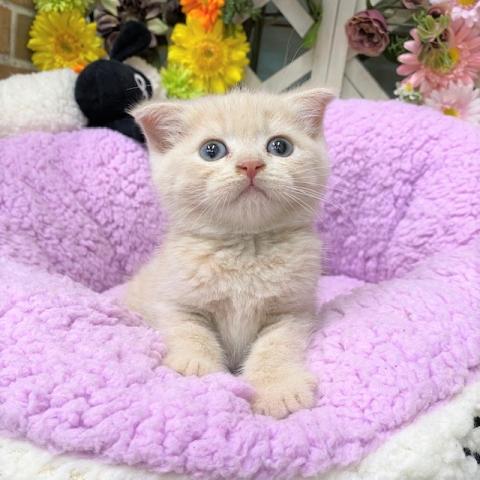 スコティッシュフォールド