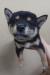 柴犬