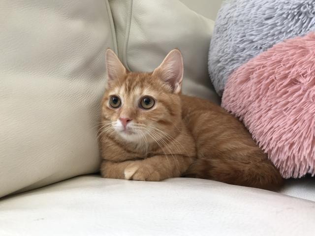 マンチカン♡足長ちゃん