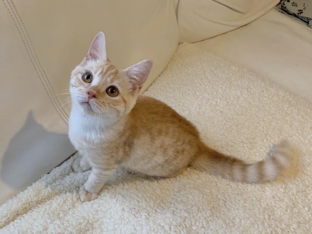 スコティッシュフォールド♡立ち耳ぽってり顔♡