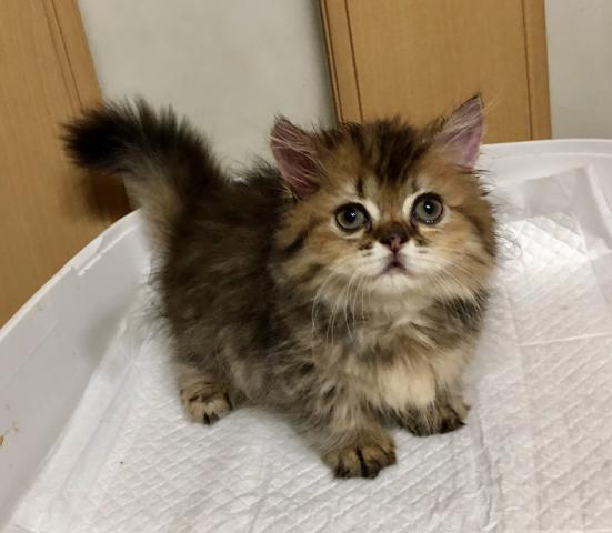 ミヌエット（旧ナポレオン）