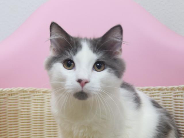 スコティッシュフォールド