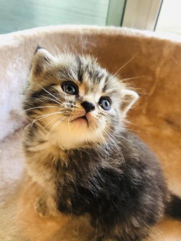 ミヌエット（旧ナポレオン）