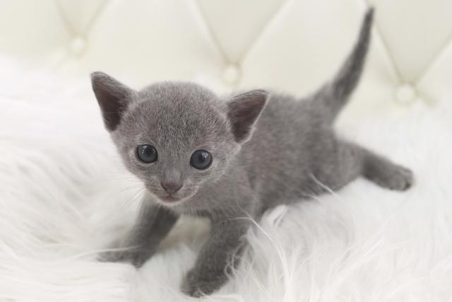 ロシアンブルー