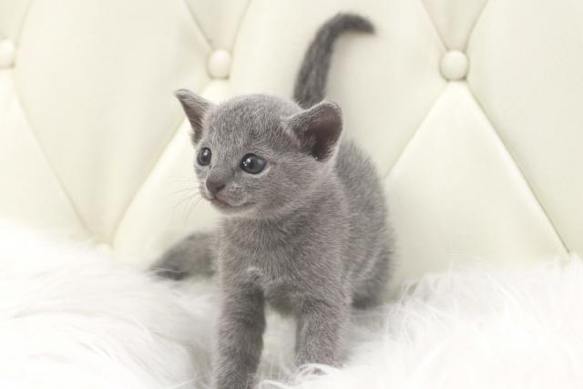 ロシアンブルー