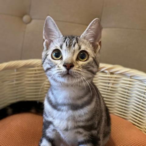 アメリカンショートヘアー💕今だけ特価❕超美形なアメショー君💕
