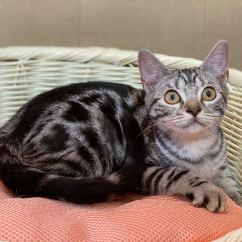 アメリカンショートヘアー💕今だけ特価❕アメショーちゃん💕