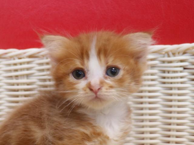 スコティッシュフォールド