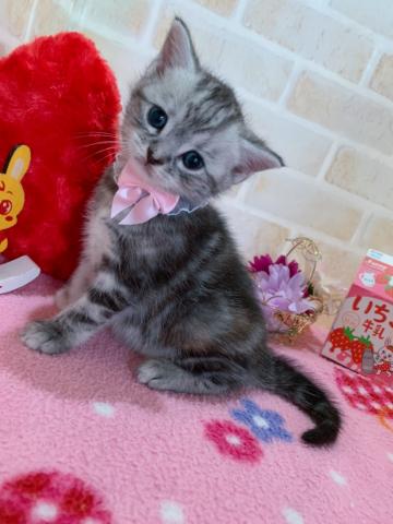 マンチカン長足