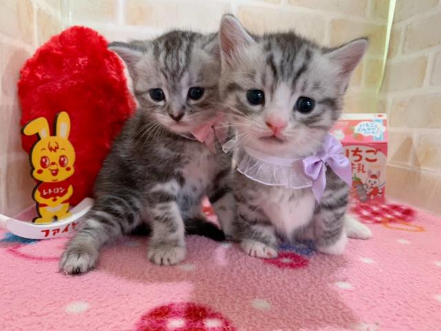 マンチカン中足くん♡長足ちゃん