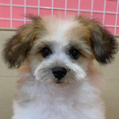MIX人気mix犬！チワマル君