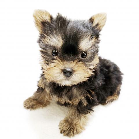 ヨークシャーテリア