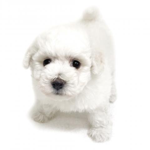 ビションフリーゼ