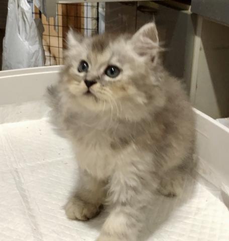 セルカークレックス