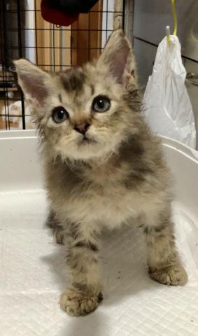 セルカークレックス