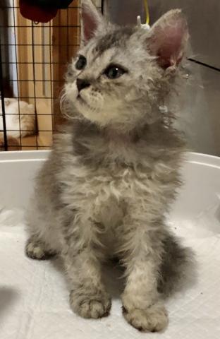 セルカークレックス