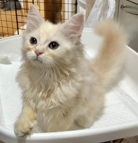 ミヌエット（旧ナポレオン）