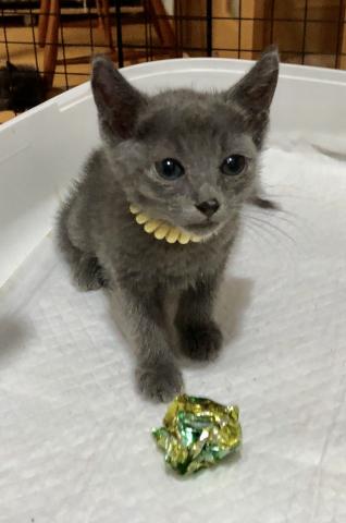 ロシアンブルー