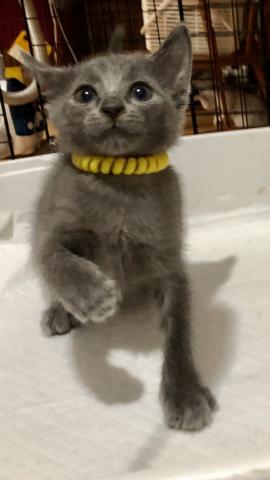 ロシアンブルー