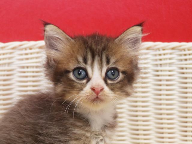 スコティッシュフォールド