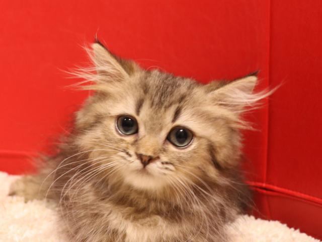 ミヌエット（旧ナポレオン）