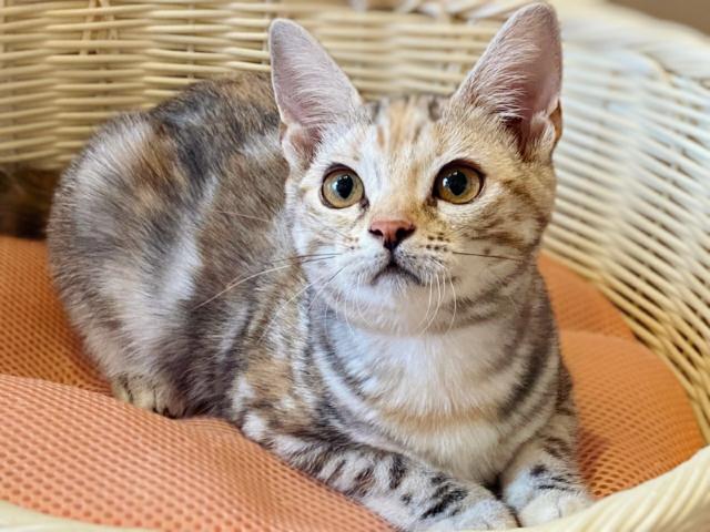 アメリカンショートヘアー💕今だけ大特価‼️端正な顔立ちの美人アメショー💕