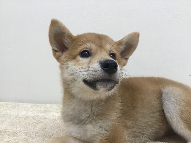 スタイルパウズ川口店 埼玉県 子犬や子猫たちのペット販売情報が満載 ペットステーション スタイルパウズ川口店 埼玉県 子犬や子猫たちのペット販売情報が満載 ペットステーション