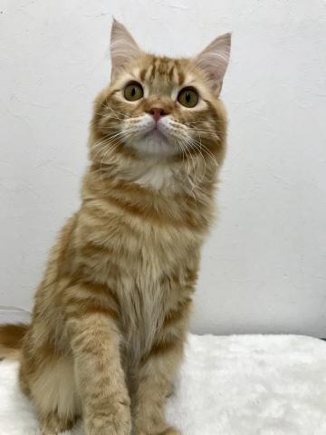 スコティッシュフォールド