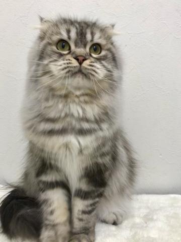 スコティッシュフォールド