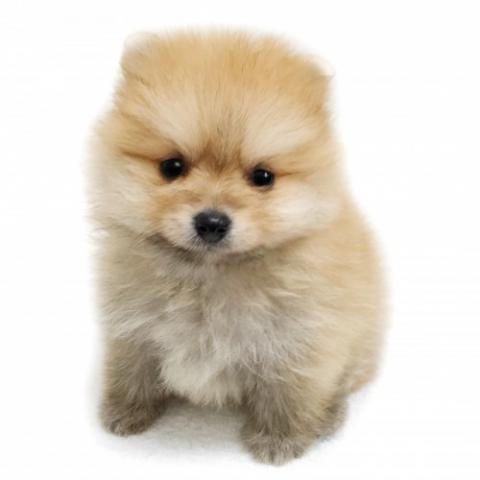 ポメラニアン