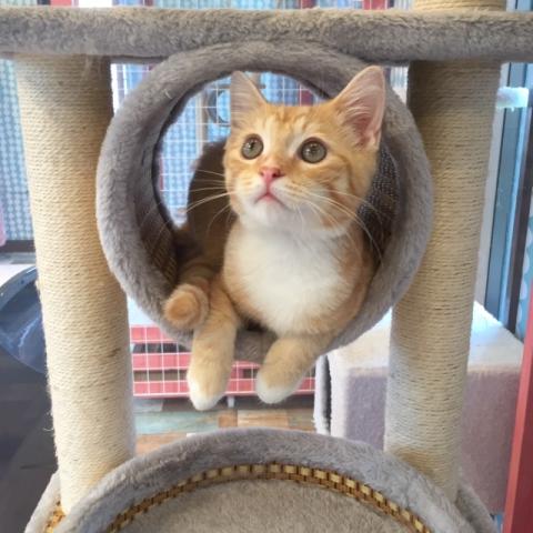 ミヌエット（旧ナポレオン）