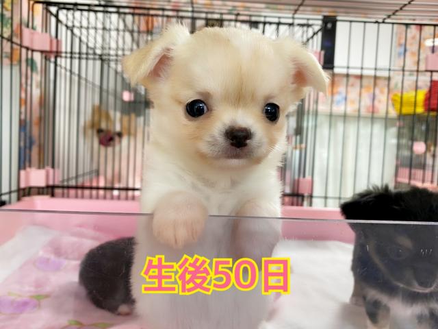 チワワ（ロングコート）