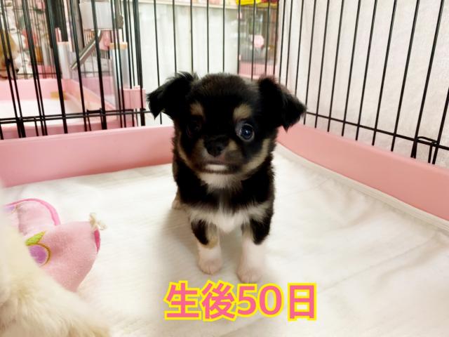 チワワ（ロングコート）