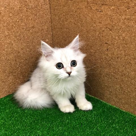 ペルシャ・ヒマラヤン