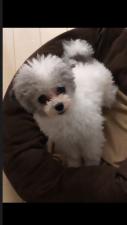 Bliss Poodle Cherish